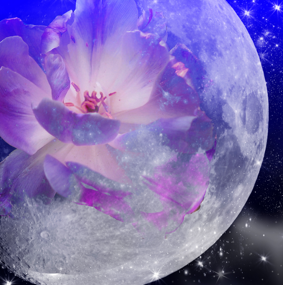 луна и розы картинки
